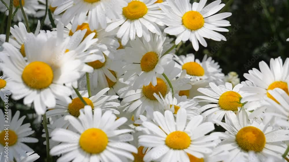 Daisy flowers in summer on a green field Daisy flowers in summer on a green field