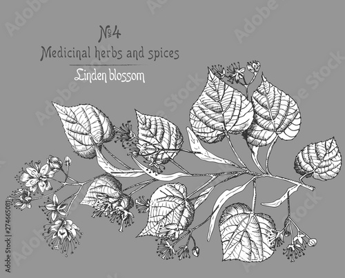 Linden blossom hand drawn patterns with flower, lives and branch in black and white color on gray background. Retro vintage graphic design Botanical sketch drawing