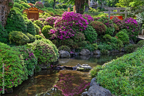 Photography Nezu temple park in Tokyo