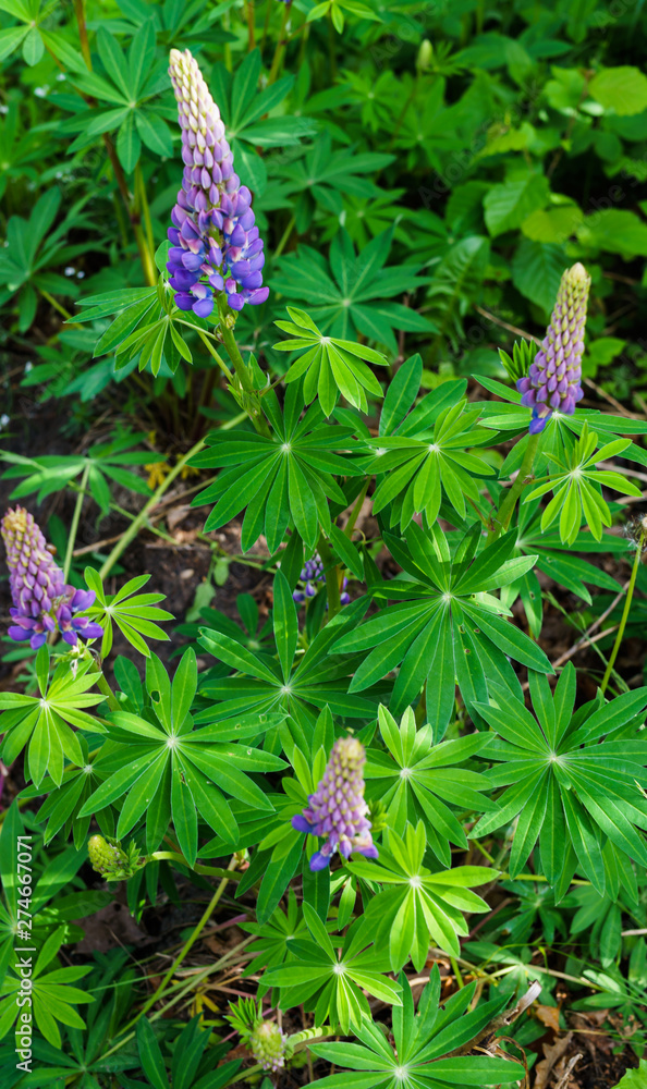 Arrows violet-pink lupine flowers staring at the top. Beautiful flowering. Arrows violet-pink lupine flowers staring at the top. Beautiful flowering.