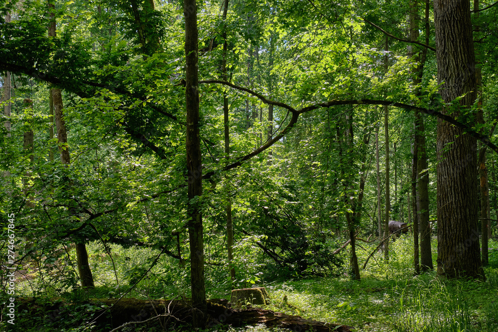 Fototapeta premium Springtime deciduous stand with old trees
