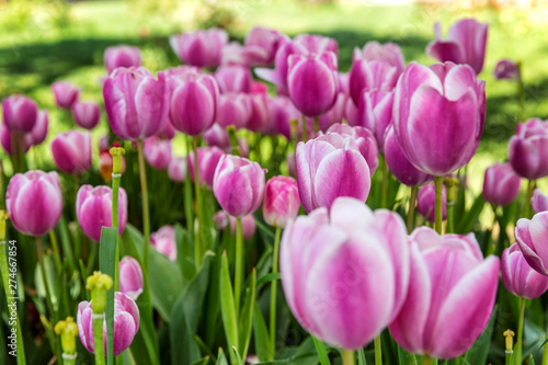Pink tulips in the park, closeup. Beautiful view.