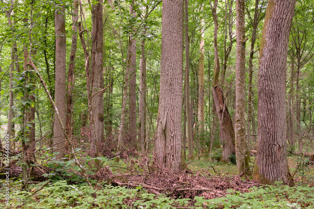 Obraz premium Springtime deciduous stand with old oaks