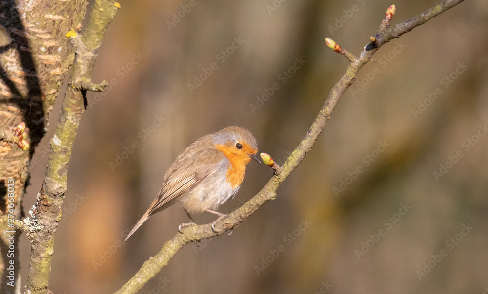 robin (Erithacus rubecula) sitting robin (Erithacus rubecula) sitting