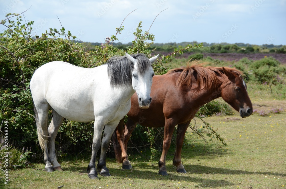 New Forest ponies on the moors in Hampshire