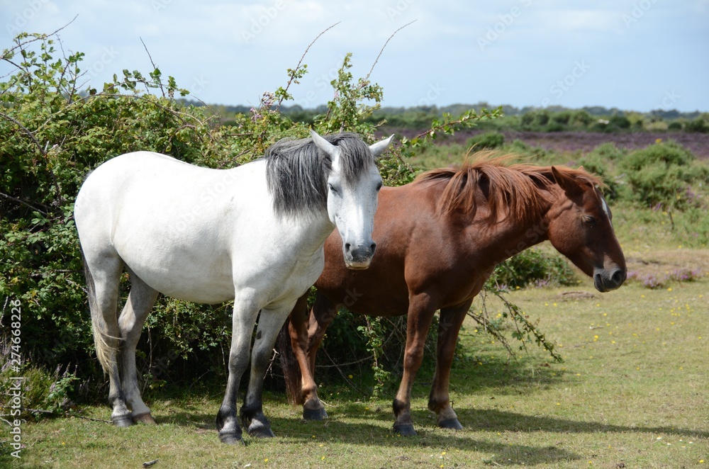 New Forest ponies on the moors in Hampshire New Forest ponies on the moors in Hampshire