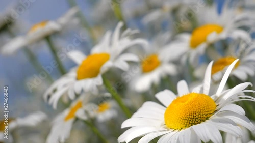 Wildflowers chamomile in a field, in nature.