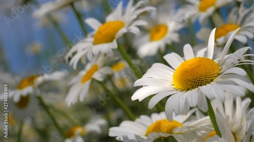 Chamomile flowers in nature