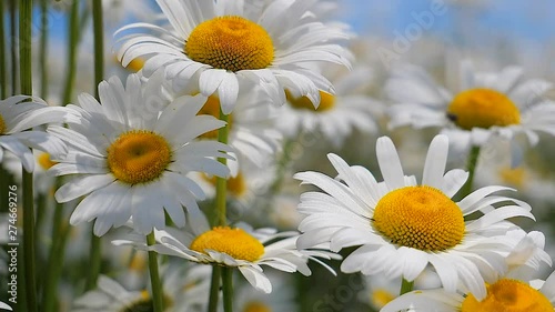 Chamomile flowers in nature