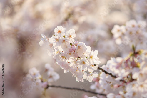  桜 66 © 亮 栗原