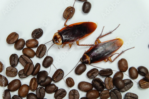 Cockroaches eat coffee on a white background.