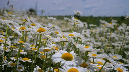 Chamomile flowers in nature