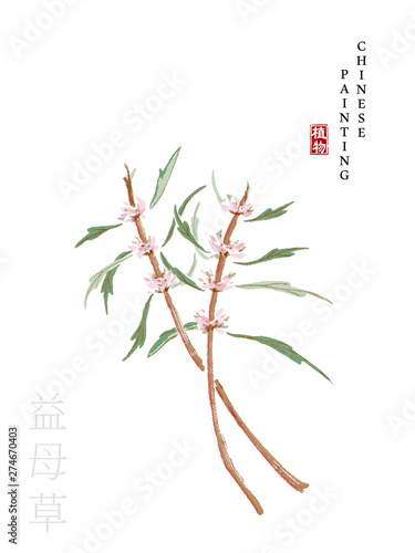 Watercolor Chinese ink paint art illustration nature plant from The Book of Songs Motherwort. Translation for the Chinese word : Plant and Motherwort