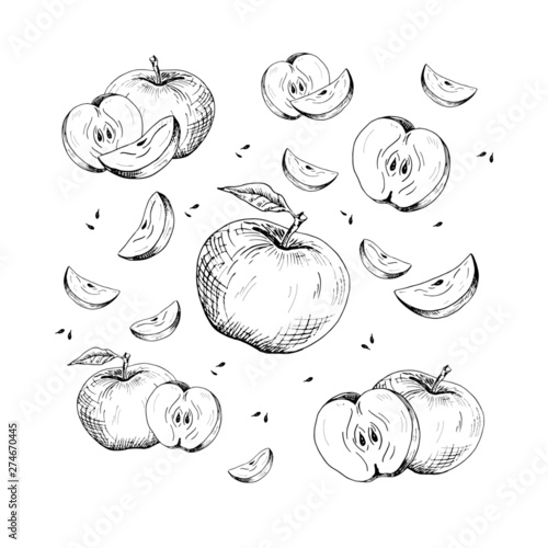 Apple set. Collection of hand-drawn black apple and apple slices, isolated on white background. Sketch style vector illustration.