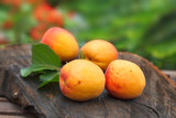 Ripe apricots and apricot leaves in wooden plate with green garden background