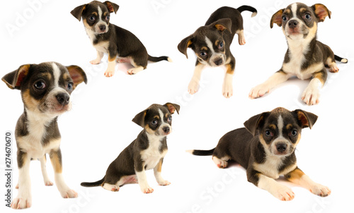 Fototapeta Naklejka Na Ścianę i Meble -  Chihuahua puppy dog collection isolated on white background