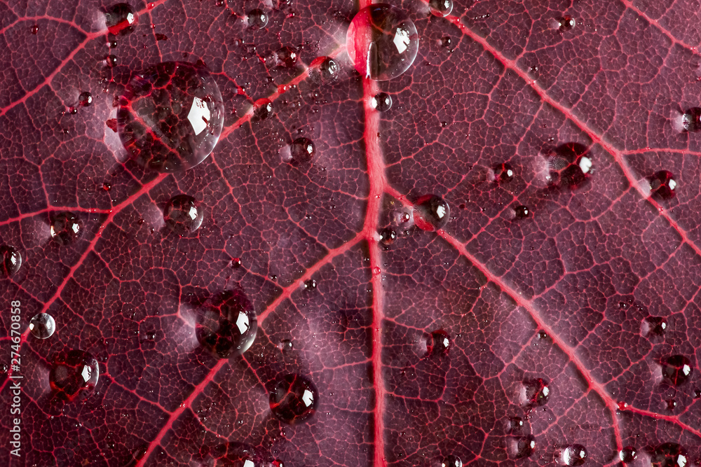 Fototapeta premium Cotinus leaf close up with water droplets