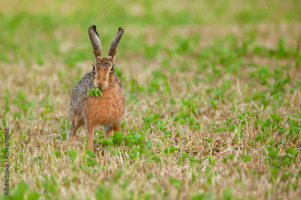 Obraz premium Hare eating green plant close up