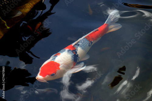 Colorful koi fish swimming in the lake photo