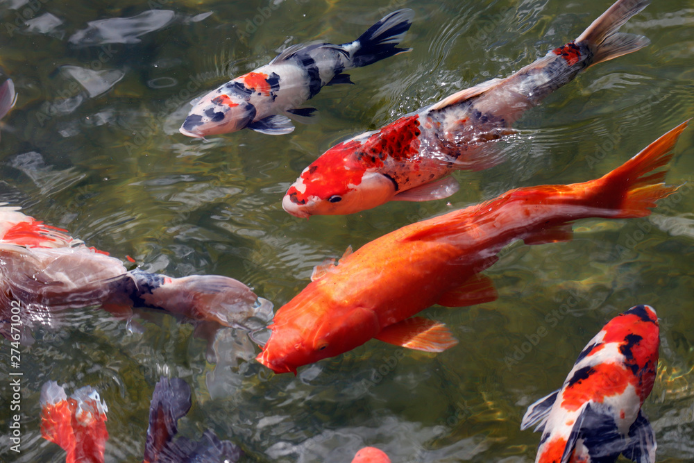 Colorful koi fish swimming in the lake Colorful koi fish swimming in the lake