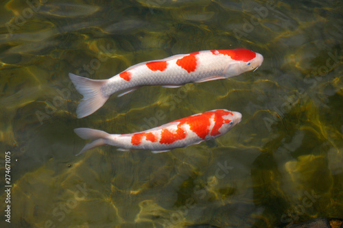 Colorful koi fish swimming in the lake