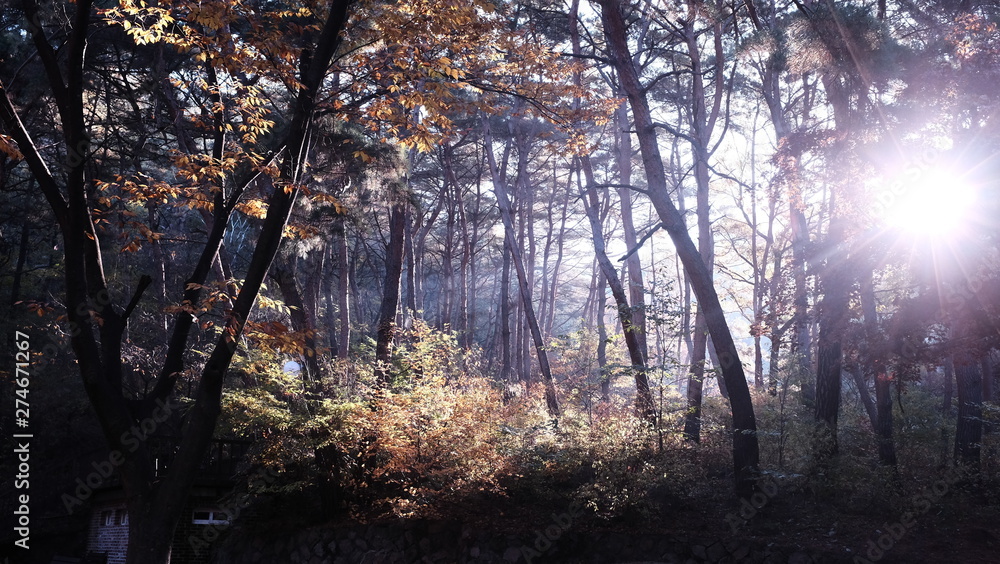 forest in fog