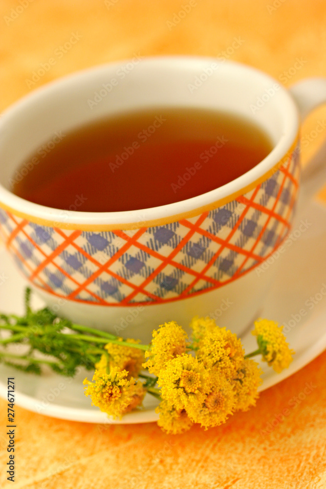 Cotton lavender infusion. Santolina chamaecyparissus. Cotton lavender infusion. Santolina chamaecyparissus.