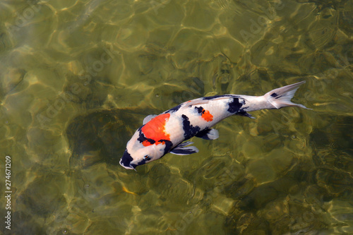 Colorful koi fish swimming in the lake