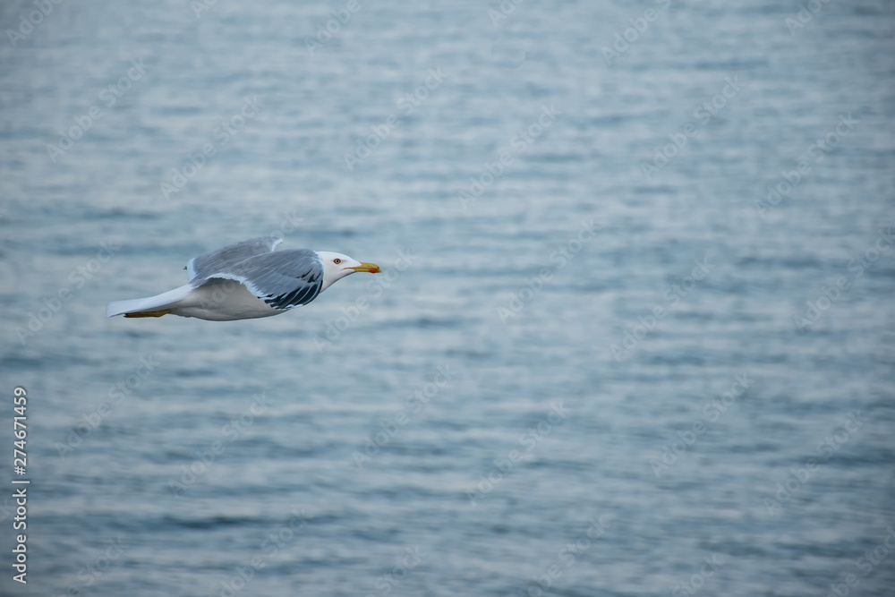 Seagull flying over the sea Seagull flying over the sea