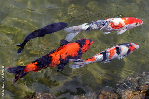 Colorful koi fish swimming in the lake