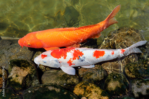 Colorful koi fish swimming in the lake
