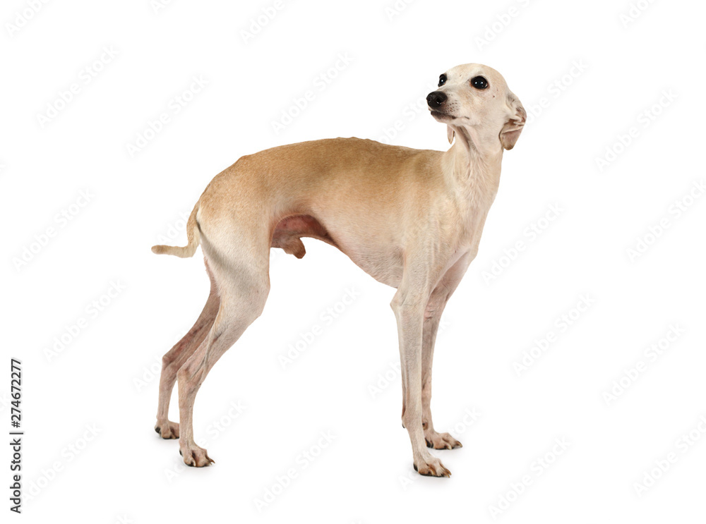 Cute Italian Greyhound dog posing in the studio Cute Italian Greyhound dog posing in the studio