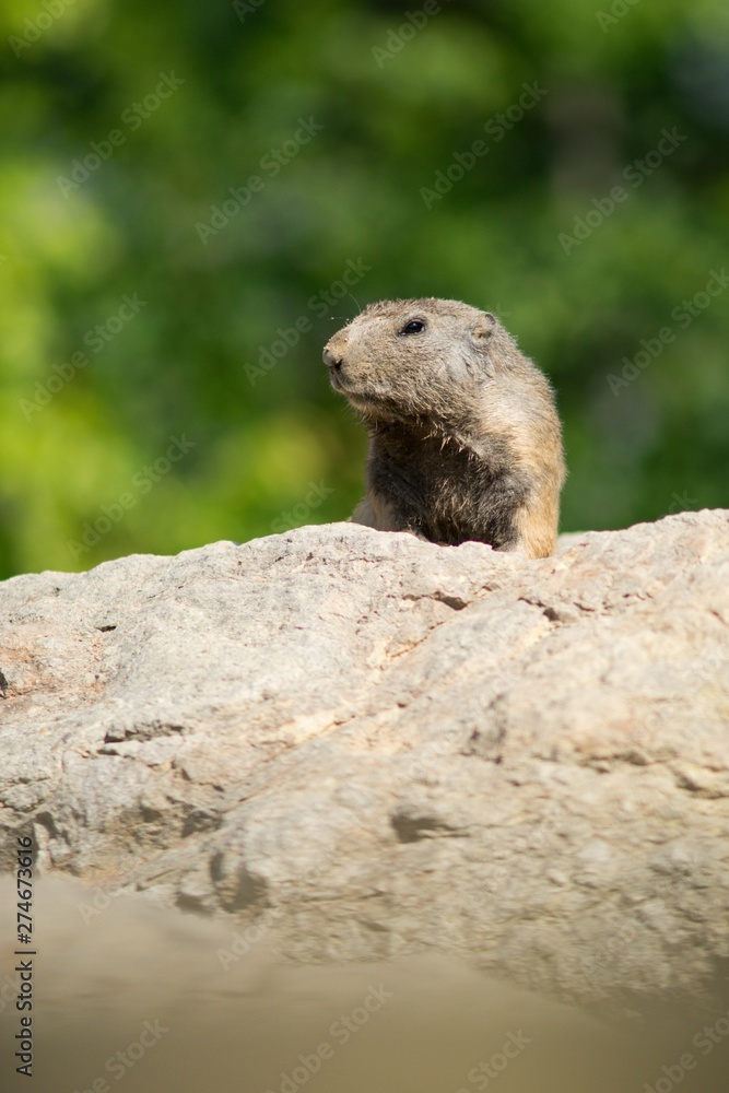 Mountain Marmot, also Alpine Marmot (Marmota marmota) is a species of rodent inhabiting the mountainous regions of Central and Southern Europe. Mountain Marmot, also Alpine Marmot (Marmota marmota) is a species of rodent inhabiting the mountainous regions of Central and Southern Europe.