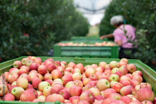 Tablou pe pânză People working in an apple orchard picking fruit and placing them into basket