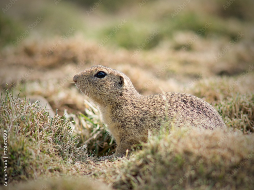 European Ground Squirrel (Spermophilus citellus) is a European representative of the genus Ground Squirrel. Like all other squirrels, he is a representative of the rodent order. European Ground Squirrel (Spermophilus citellus) is a European representative of the genus Ground Squirrel. Like all other squirrels, he is a representative of the rodent order.