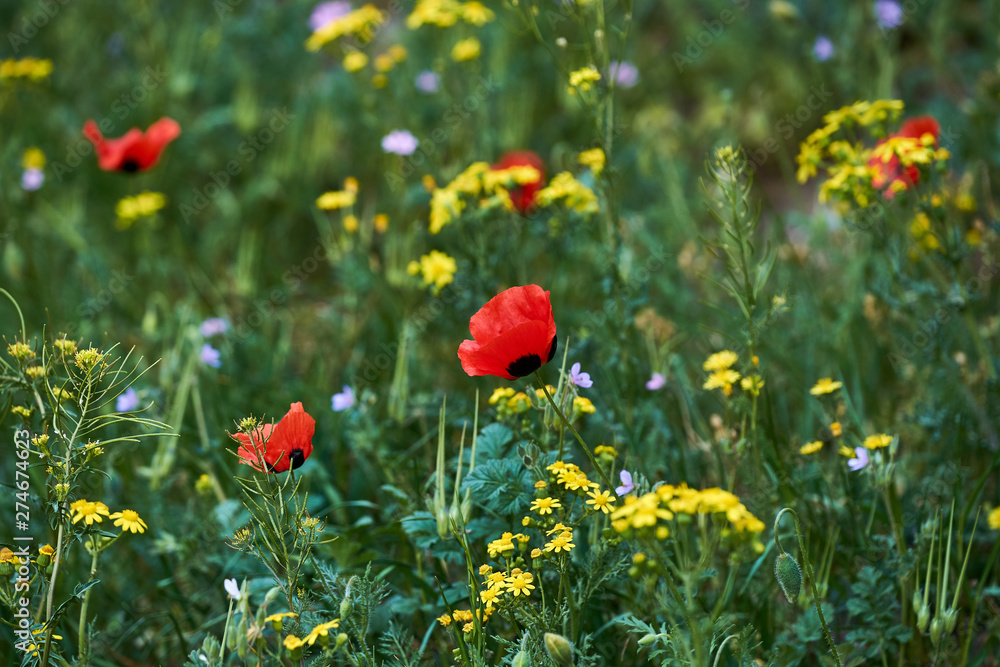 Obraz premium Flowering poppy fields. Fields and hills are covered with a carpet of wild flowers. 2019 Spring, East Georgia, Near Gori City.