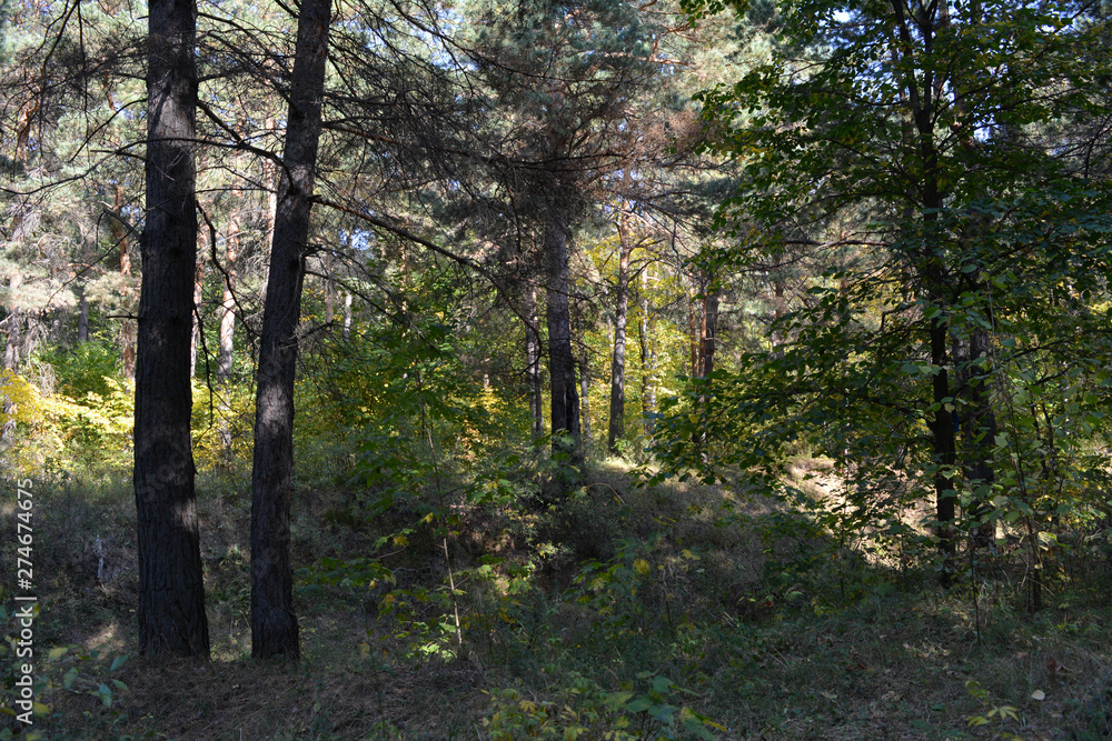 Fototapeta premium Mixed forest in september. Russian landscape.