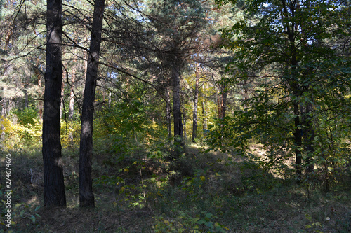 Mixed forest in september. Russian landscape.