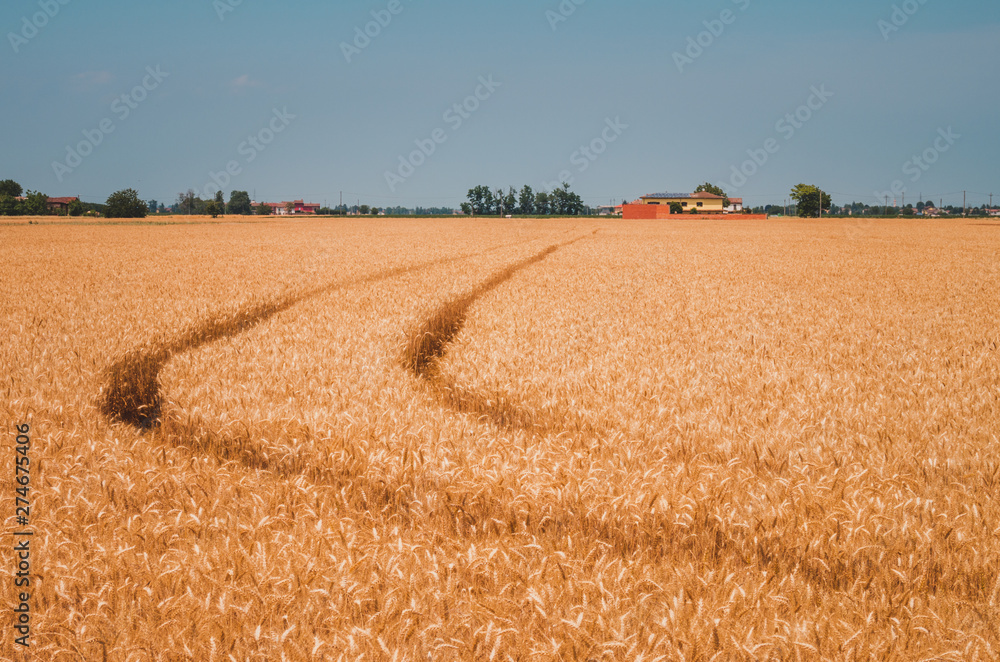 Wheat field with blue sky. Photo taken in the province of Alessandria, Piedmont, Italy.
