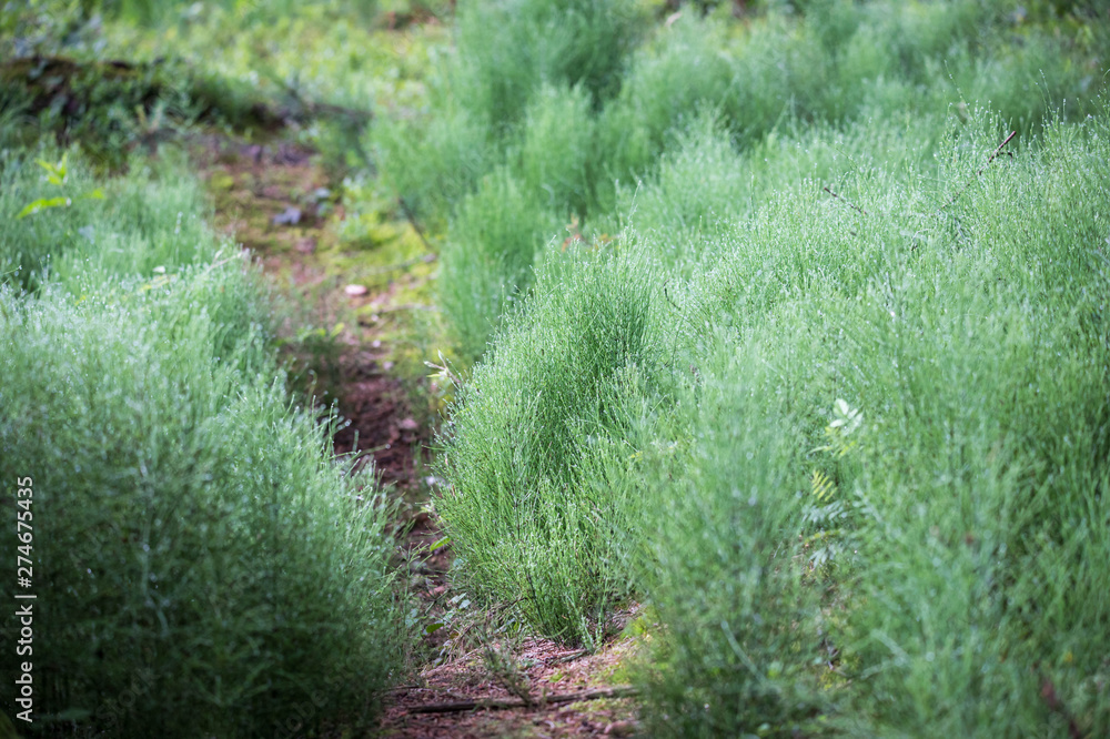 Obraz premium Zauberwald mit Moos