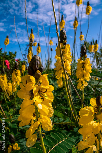 Peanut butter cassia, Funchal, Madeira 2018