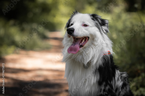 close up of beautiful and happy australian shepherd on forest pathway