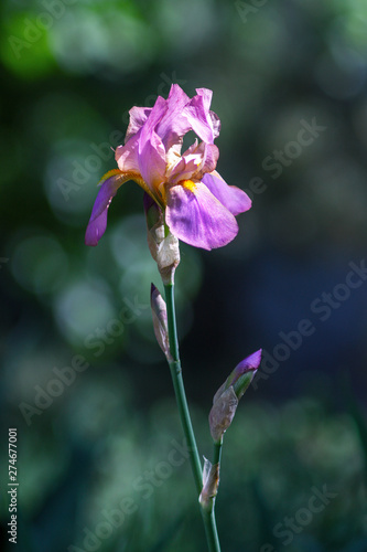 Close-up of Bright Purple Lilac Bearded Iris on Stalk.