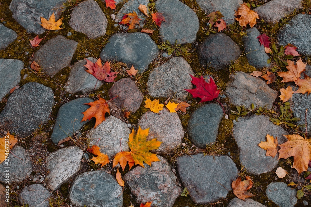 Autumn Autumn