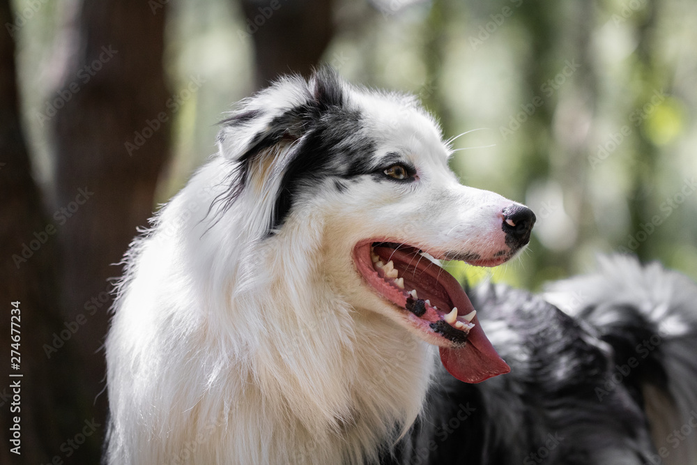 close up of beautiful and happy australian shepherd on forest pathway