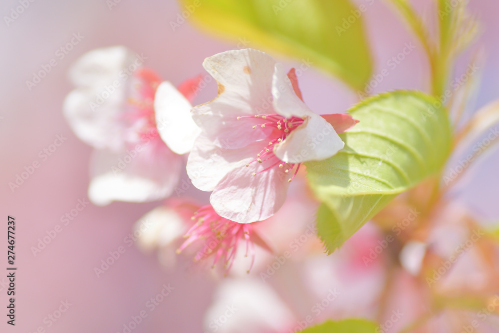 Obraz premium sakura cherry blossom