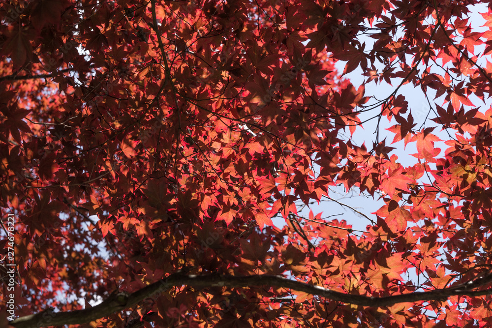 Closeup of beautiful blood red maple tree in the park Closeup of beautiful blood red maple tree in the park