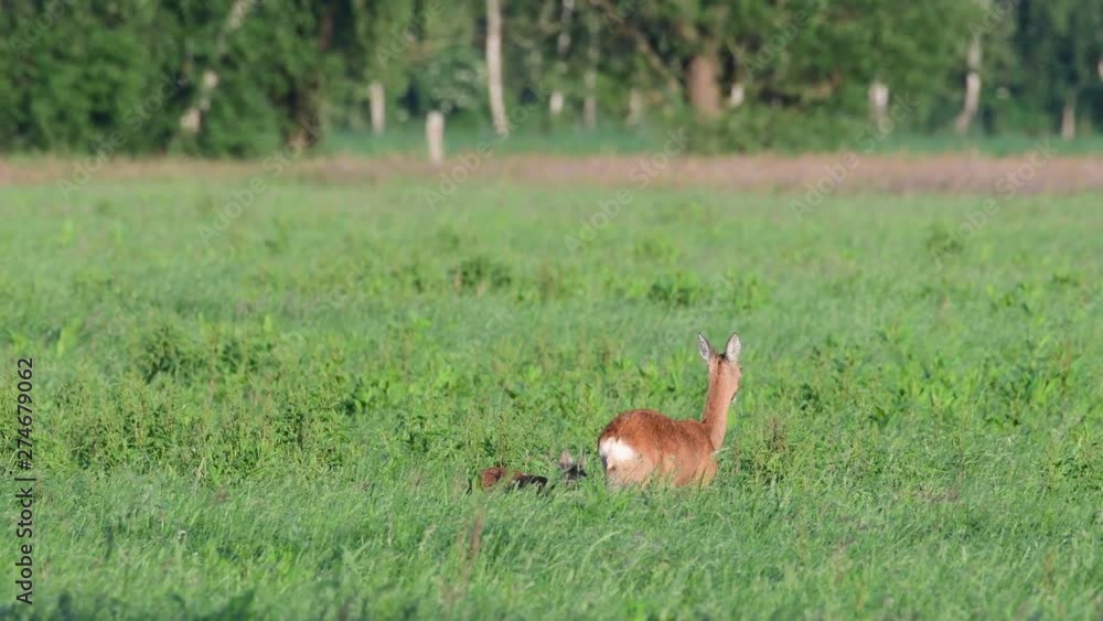 Roe deer standing in the meadow and search feed, summer, (capreolus capreolus), germany Roe deer standing in the meadow and search feed, summer, (capreolus capreolus), germany