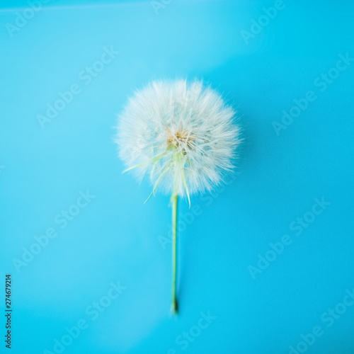 Dandelion on a blue background. Minimalism