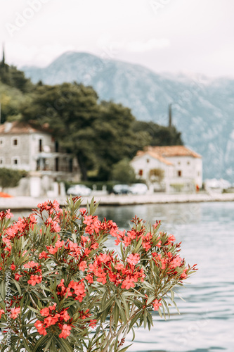 Streets and sights of the old town. Panorama of the city of Perast in Montenegro.